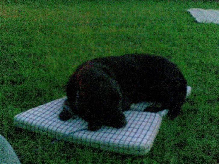 Labrador retriever skipper billede 2