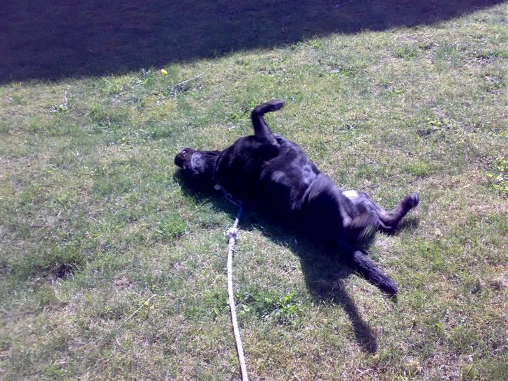 Labrador retriever skipper billede 3