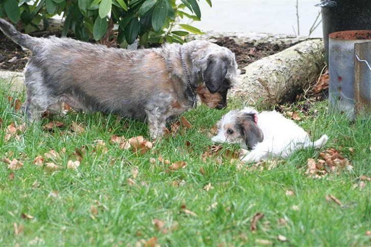 Gravhund Pedro - Skal vi lege eller hva´ ??? billede 10