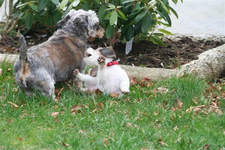 Gravhund Pedro - Kooom Nuu Pedro nu tar´ jeg dig!! billede 11