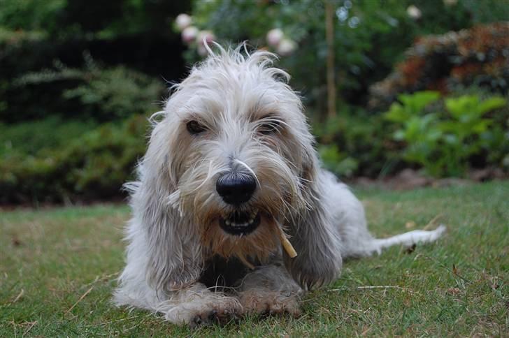 Petit basset griffon wendéen sipa(gudmors hund) - jeg tygger ben, gå billede 16