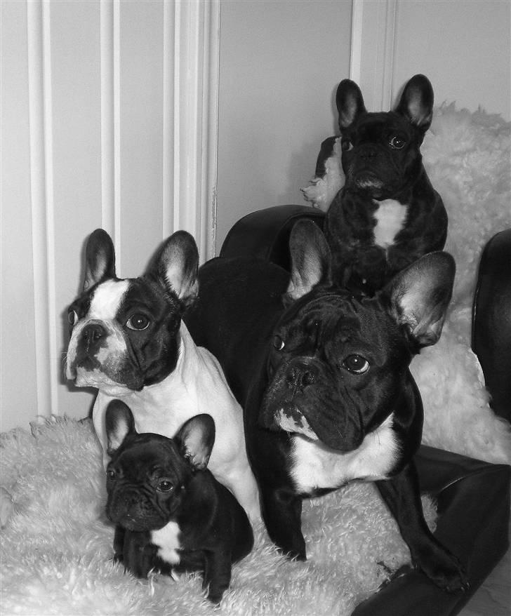 Fransk bulldog  Alle 5. W+W+L+L+T  :-)  billede 1