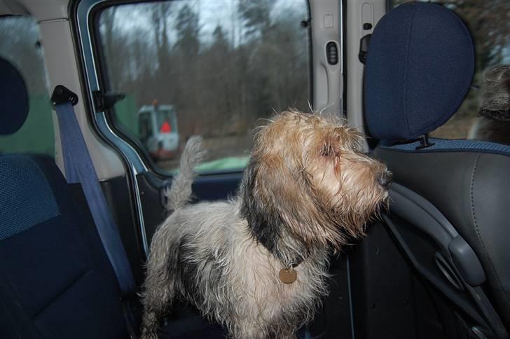 Petit basset griffon wendéen sipa(gudmors hund) billede 17