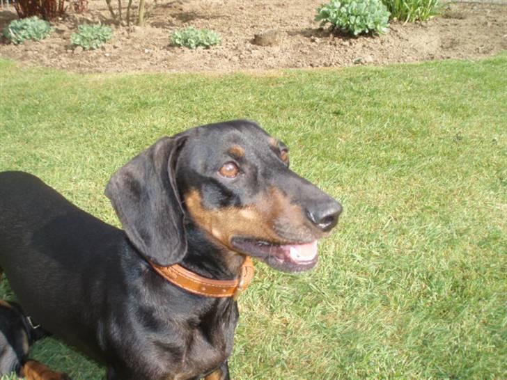 Gravhund Molly billede 19