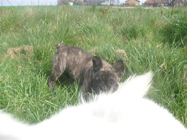 Fransk bulldog Lancome's Øyja billede 16