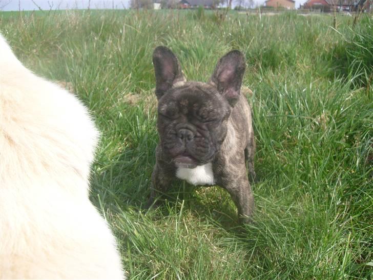 Fransk bulldog Lancome's Øyja billede 17