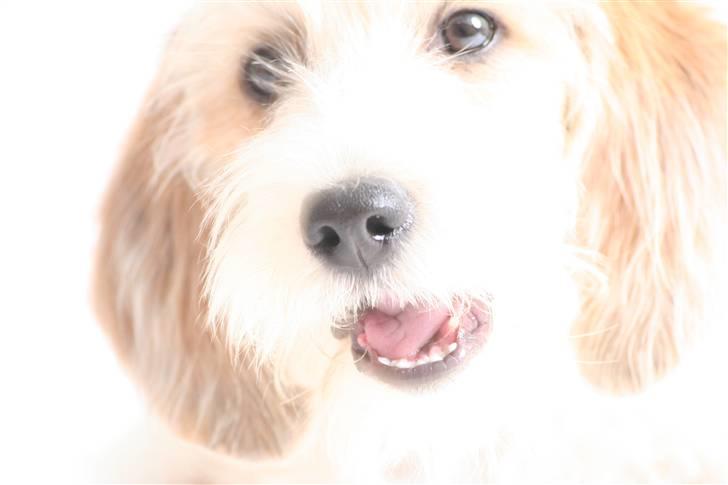 Petit basset griffon wendéen Dagmar - Smuk billede 2