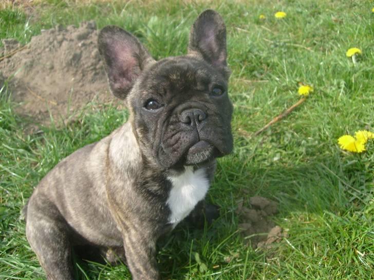 Fransk bulldog Lancome's Øyja billede 18