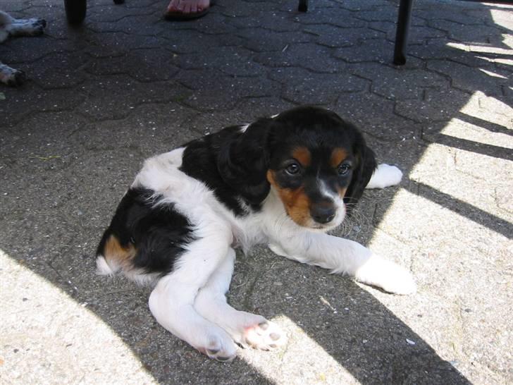 Breton Akela - Akela som hvalp. billede 3