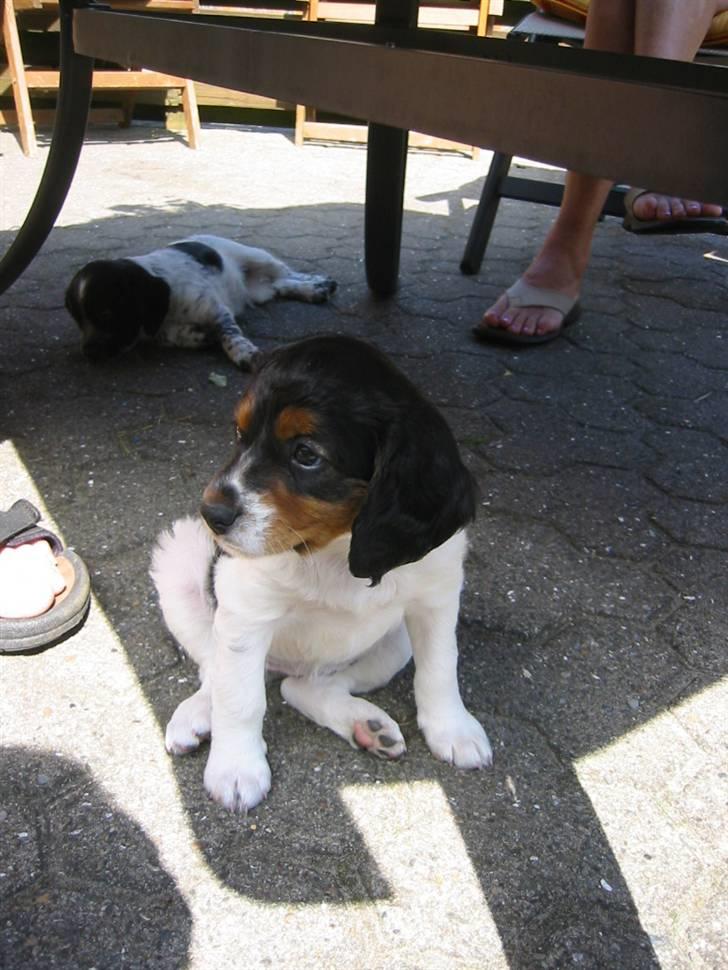 Breton Akela - Akela som hvalp. billede 4