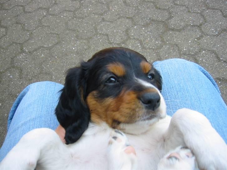 Breton Akela - Akela som hvalp. billede 5