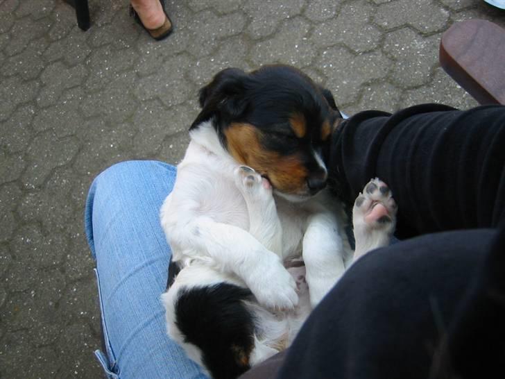 Breton Akela - Akela som hvalp. billede 6