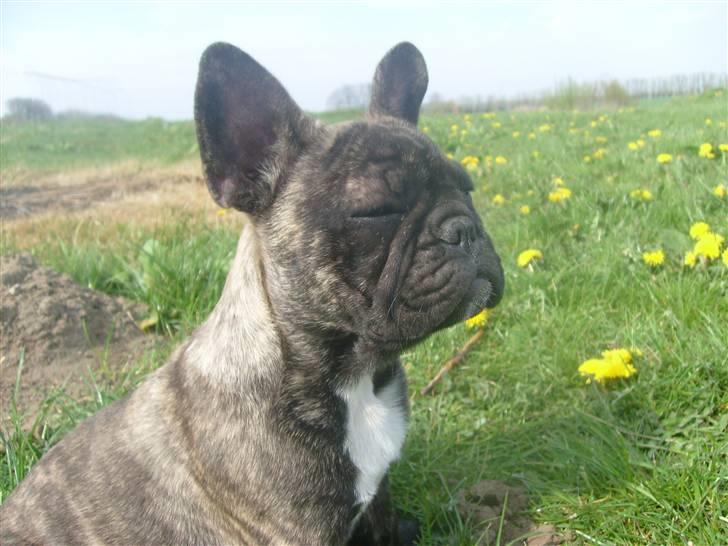 Fransk bulldog Lancome's Øyja billede 19