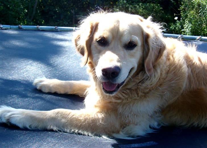 Golden retriever Janus billede 1