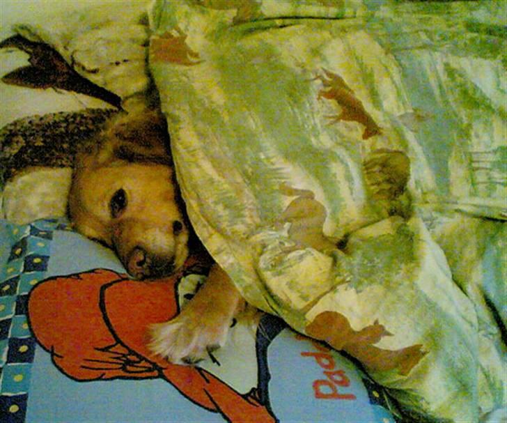 Golden retriever Janus billede 2