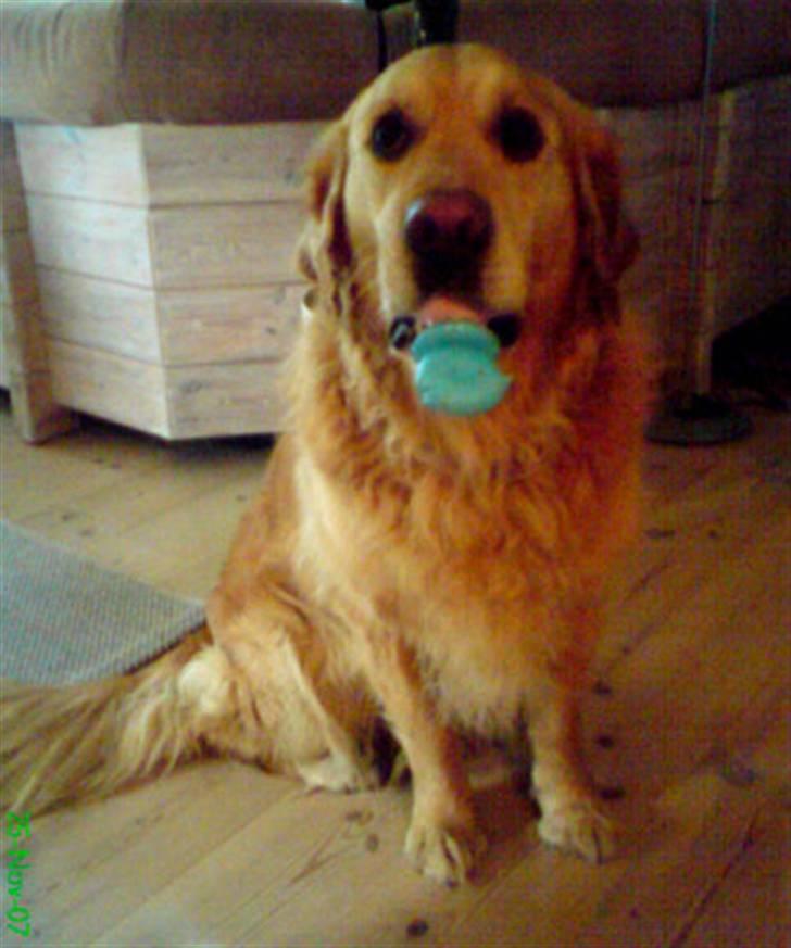 Golden retriever Janus billede 3