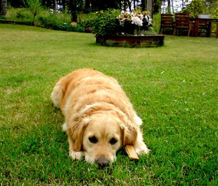 Golden retriever Janus billede 4