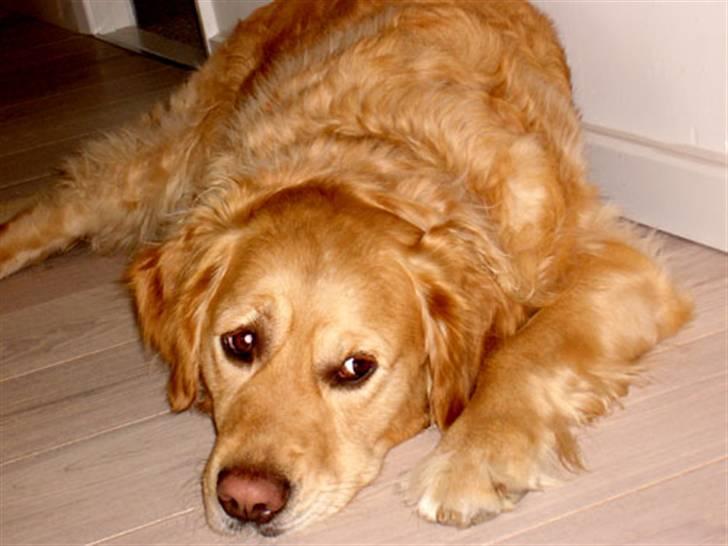 Golden retriever Janus billede 5