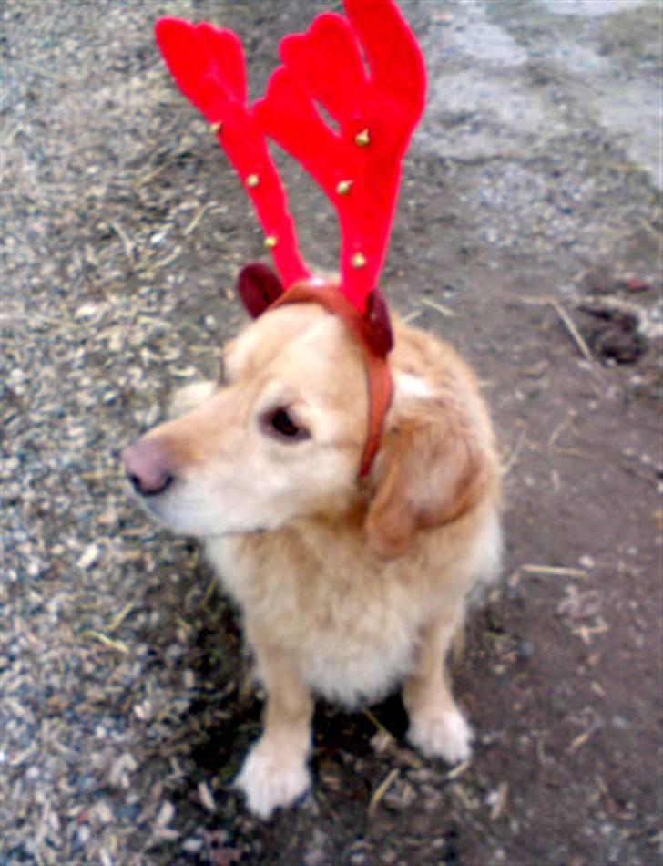 Golden retriever Janus billede 6