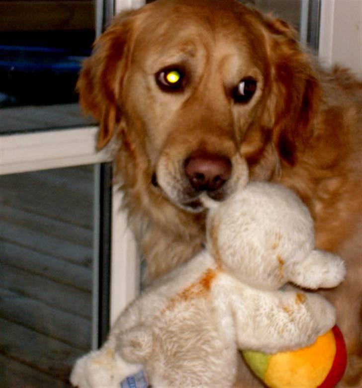 Golden retriever Janus billede 7