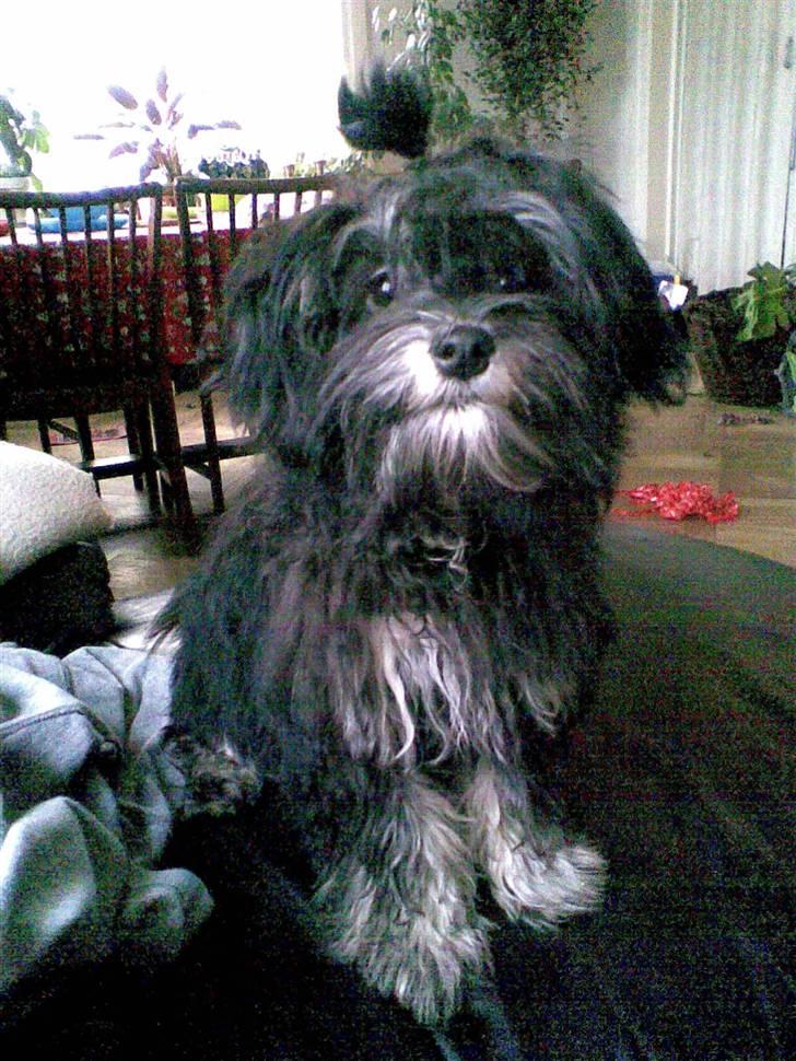 Løwchen Karla - En lille ny Karla billede 1