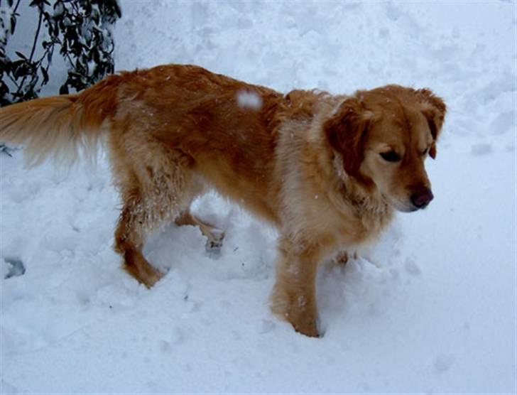Golden retriever Janus billede 8