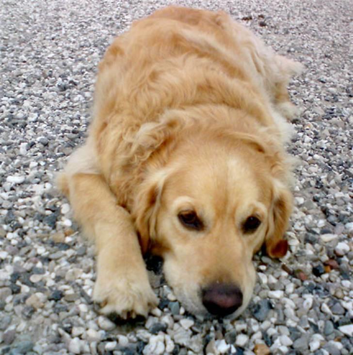 Golden retriever Janus billede 9