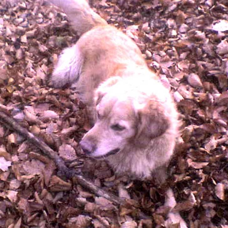 Golden retriever Janus billede 10