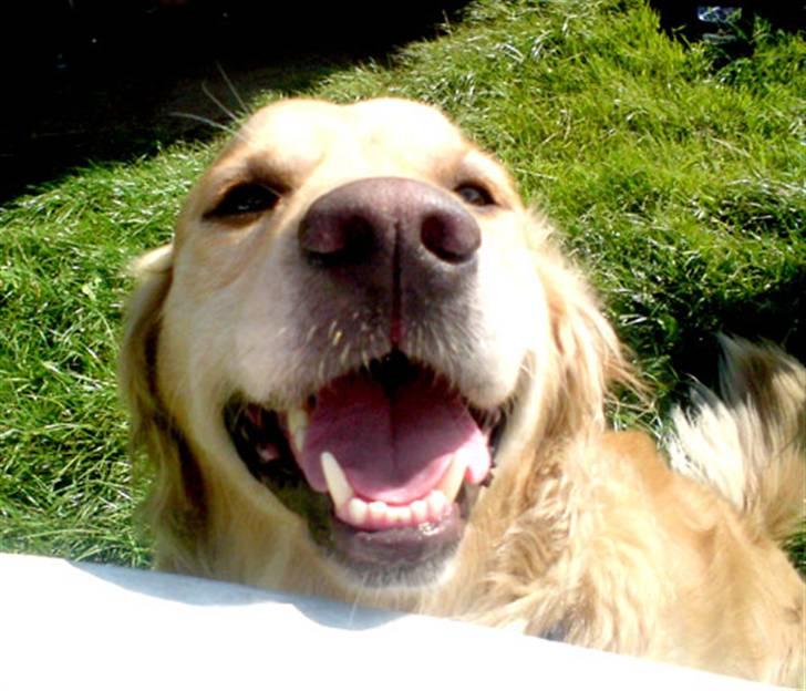 Golden retriever Janus billede 11