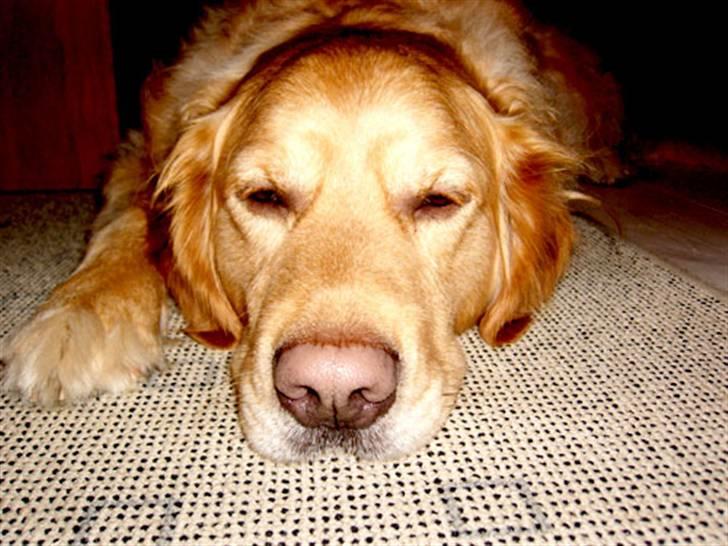 Golden retriever Janus billede 12