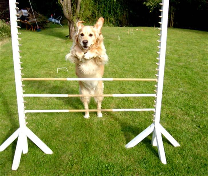 Golden retriever Janus billede 13