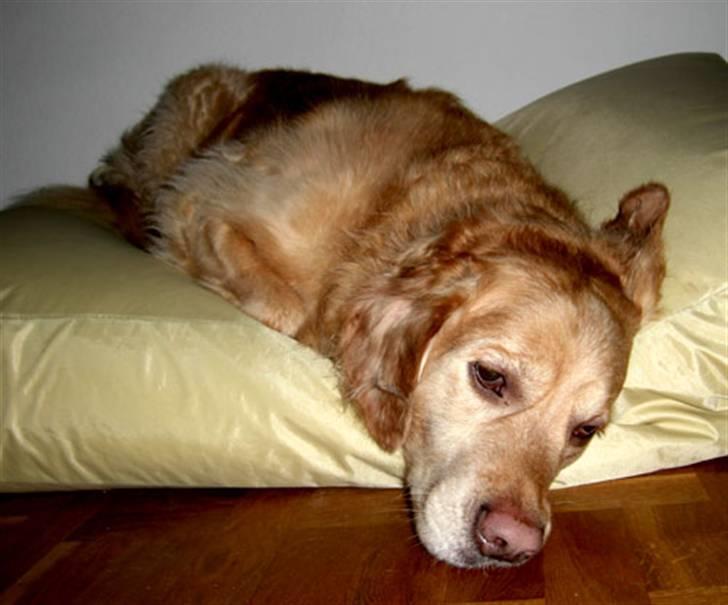 Golden retriever Janus billede 14