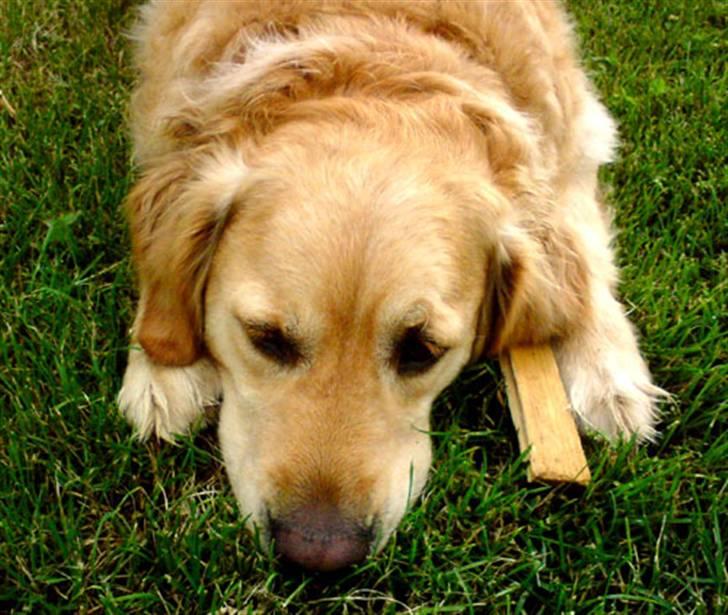 Golden retriever Janus billede 15