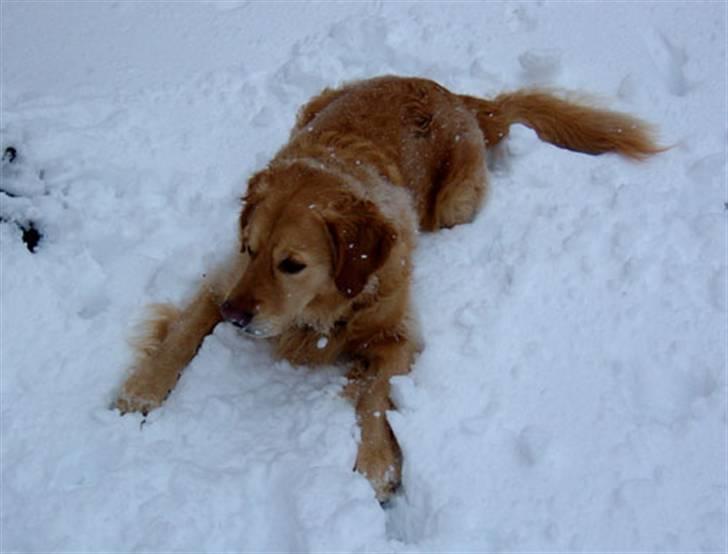 Golden retriever Janus billede 16