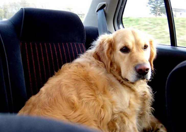 Golden retriever Janus billede 17