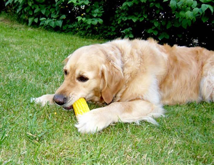 Golden retriever Janus billede 18