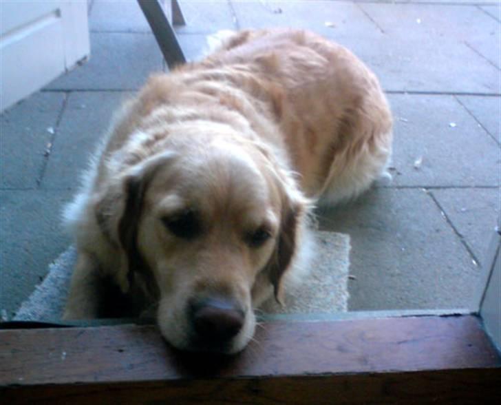 Golden retriever Janus billede 19