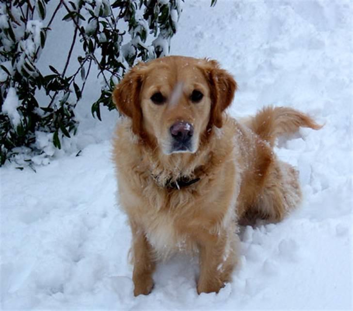 Golden retriever Janus billede 20
