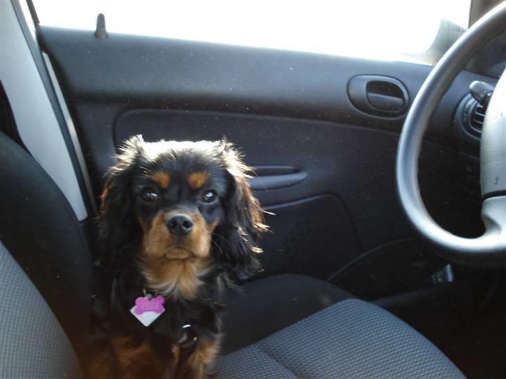 Cavalier king charles spaniel Vega - Kom nu... Jeg kører ;) billede 10