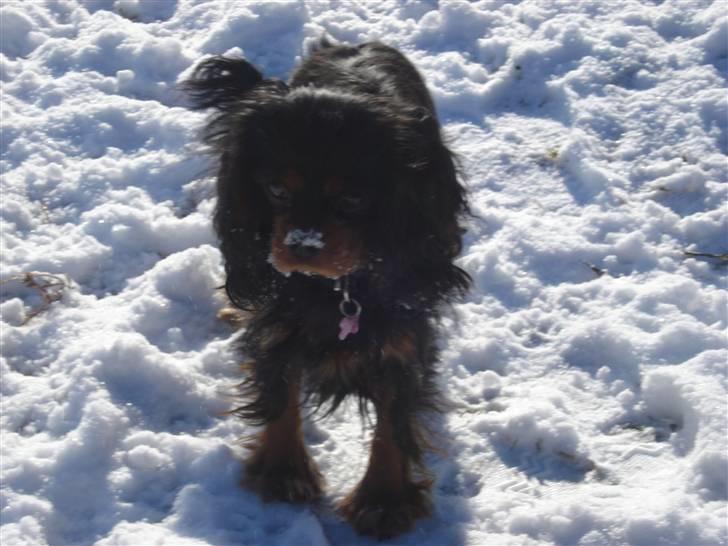 Cavalier king charles spaniel Vega billede 11