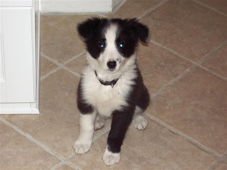 Border collie Freja *BORTE* billede 1