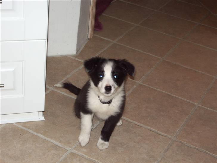 Border collie Freja *BORTE* billede 2