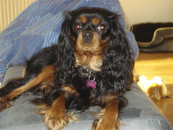 Cavalier king charles spaniel Vega billede 12