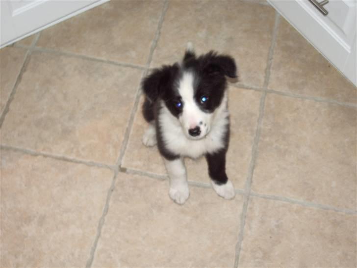Border collie Freja *BORTE* billede 4