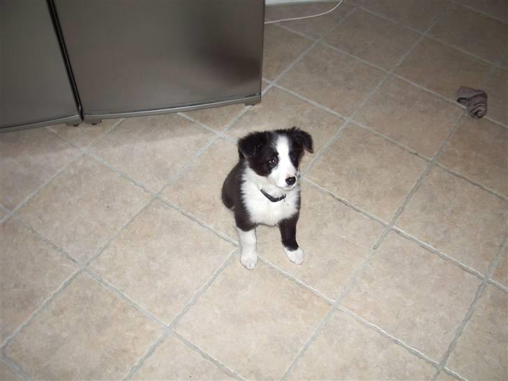 Border collie Freja *BORTE* billede 5