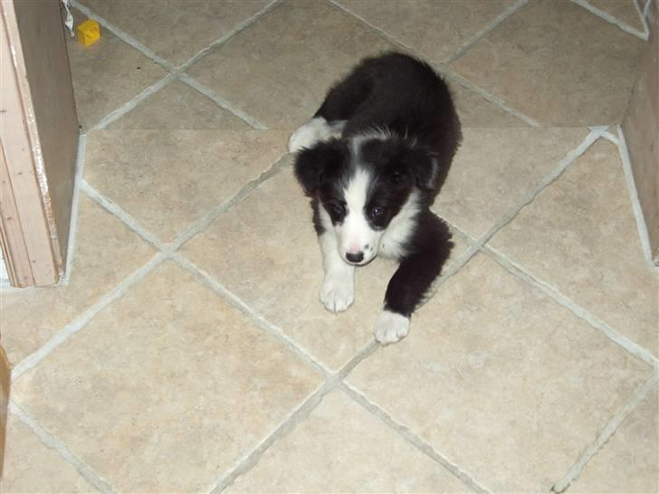 Border collie Freja *BORTE* billede 6