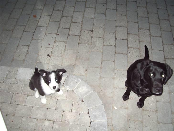 Border collie Freja *BORTE* billede 7