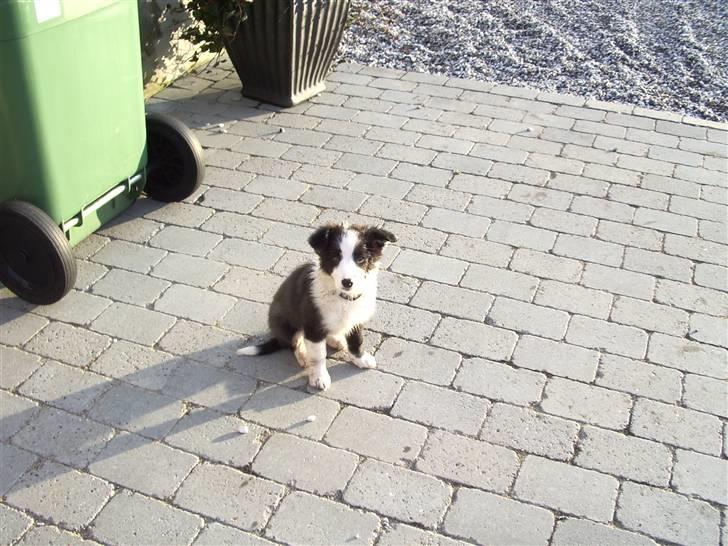 Border collie Freja *BORTE* billede 8
