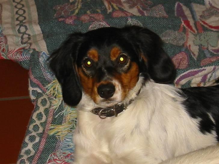 Breton Akela - Akela. billede 8