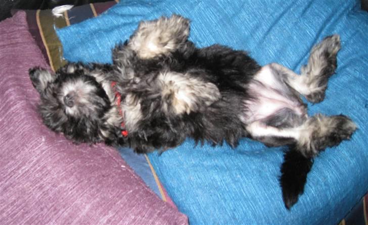 Løwchen Karla - Det er hårdt at få en ny familie billede 2